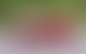 https://x.mediascdn.net/blur/2eea46c840c9344c2e79ad6473fb89ce9094db77f3add8b7be5ace5ee5db5bfd.jpeg