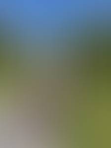 Willis rencontre avec Willis