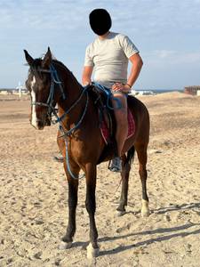 Sheldon rencontre avec Sheldon