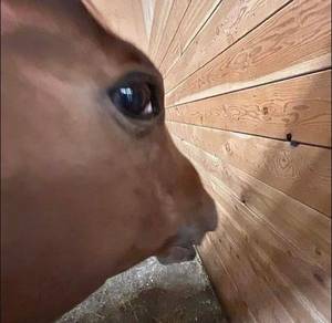 Tasha jolie ronde, cherche une rencontre