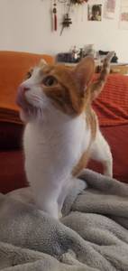 Femme célibataire 46 ans à Dijon