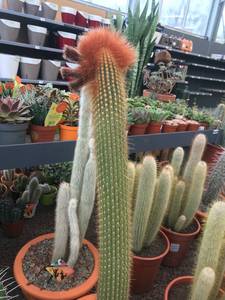 rencontre avec Loren