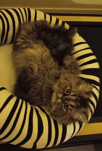 Femme célibataire 47 ans à Cherbourg