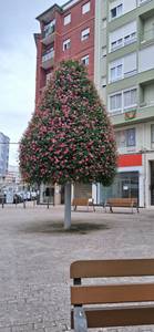 Chester Arcachon