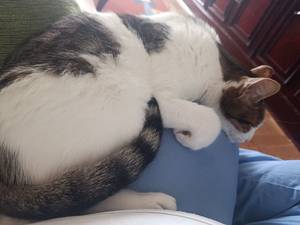 Femme célibataire 46 ans à Dax