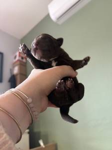 Femme célibataire 33 ans à Privas