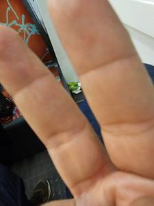 rencontre avec Dixie