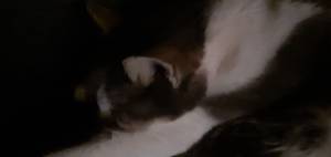 Petite coquine   de plan-cul-monnieres