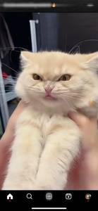 Jaylie, femme coquine de 25 ans - Leyog�n