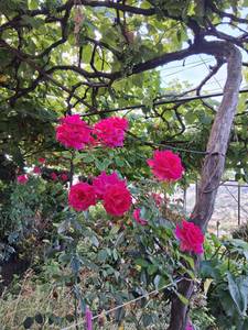 Plan cul avec fille brune super chaude à Funchal