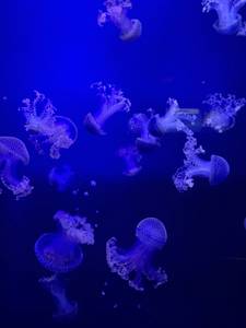 Femme célibataire 25 ans à Valais