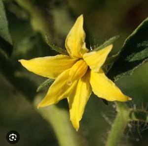 Un peu exigeante sur les bords