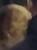 Adnane