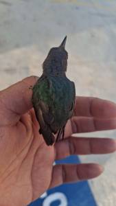 Cissi29, femme coquine de 34 ans - Mau�