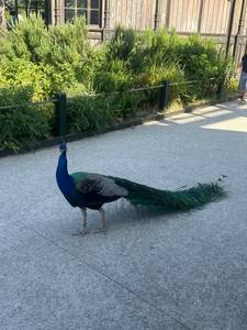 Femme célibataire 27 ans à Paris-16e