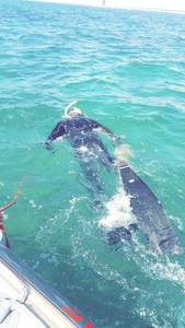 Wilfred rencontre avec Wilfred