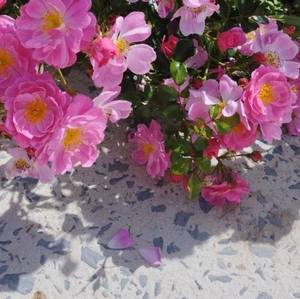 rencontre avec Dolores