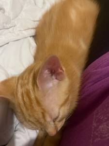 Femme célibataire 45 ans à Neuchatel