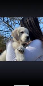 Lea, femme coquine de 22 ans - Anderlecht