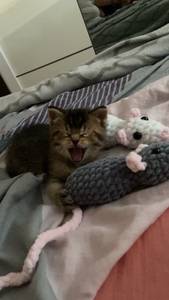 rencontre avec Harriet